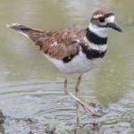 image of bird