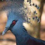 image of victoria_crowned_pigeon #15