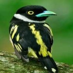 image of bird