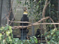 image of hornbill
