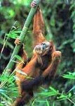image of orangutan