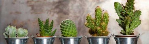 image of cactus