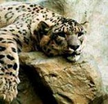 image of leopard