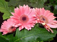 image of flower