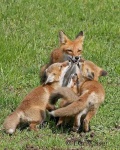 image of kit_fox