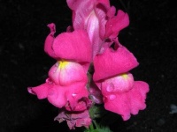 image of flower