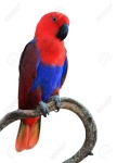 image of lory