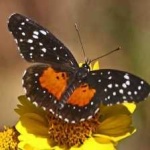 image of animal