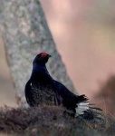 image of black_grouse #1