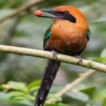 image of bird
