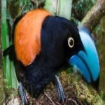 image of bird