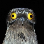 image of potoo