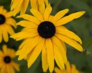 image of flower