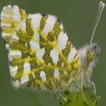 image of animal