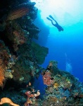 image of scuba_diver