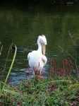 image of pelican