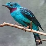 image of bird