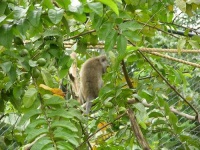 image of macaque