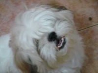 image of shih_tzu