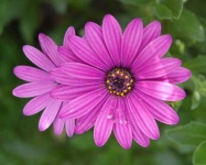 image of flower