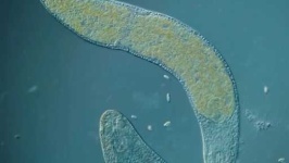 image of parasitic_flatworms