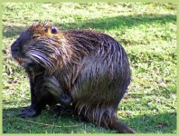 image of beaver