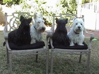 image of scotch_terrier