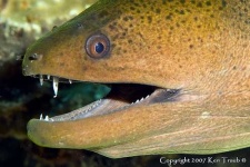 image of eel