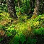 image of forest