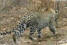 image of jaguar_car