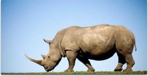 image of rhinoceros