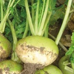 image of turnip #28