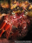 image of hermit_crab