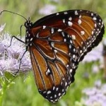image of animal