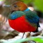 image of red_bellied_pitta #15