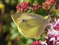 image of cabbage_butterfly