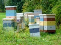image of apiary