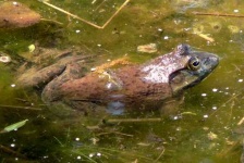 image of tailed_frog