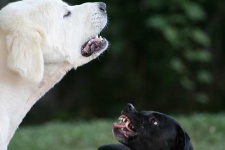 image of great_pyrenees