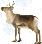 image of reindeer #16