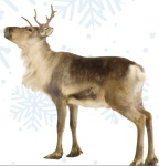 image of animal