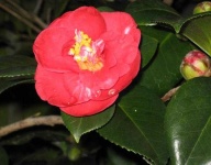 image of flower
