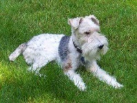 image of lakeland_terrier