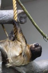 image of sloth