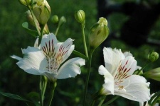 image of flower