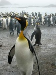image of king_penguin