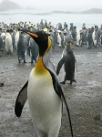 image of king_penguin #4