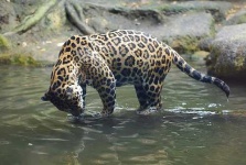 image of jaguar_car