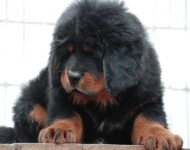 image of tibetan_mastiff