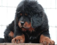 image of tibetan_mastiff #20